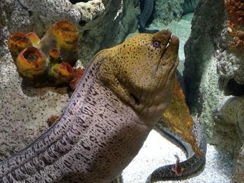 Close-up of turtle on rock