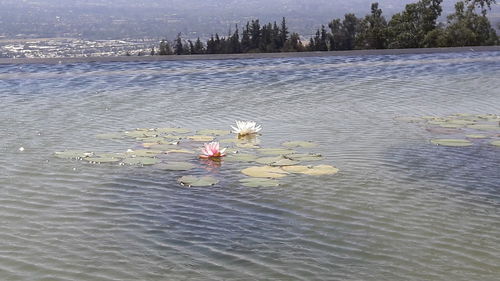 Flowers floating on water against sky