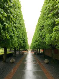 Street amidst trees in city against sky