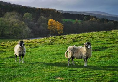 Sheep in a field