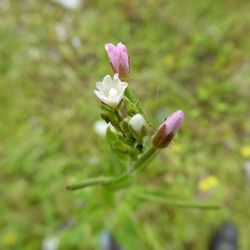 Close-up of pink flowers