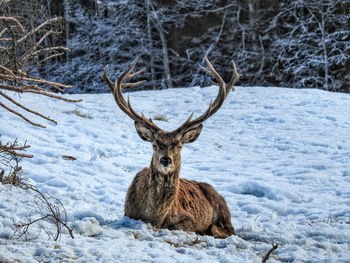 Close-up of deer on snow field