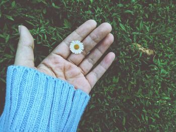 Cropped hand of woman holding white daisy on grassy land