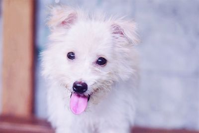 Close-up portrait of dog