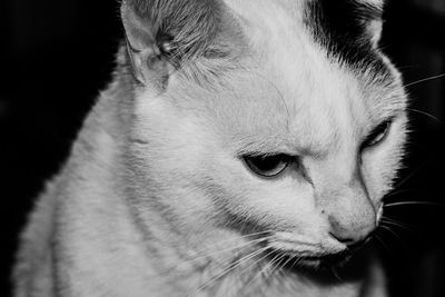 Close-up portrait of cat