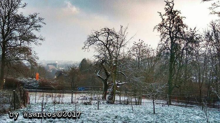 tree, sky, no people, nature, winter, outdoors, day