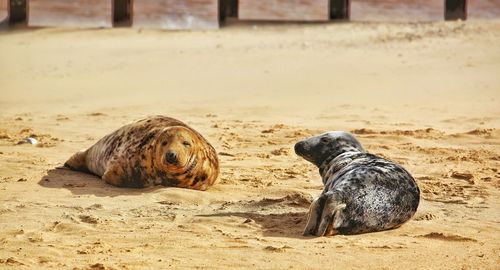 A pair of seals relax on horsey beach norfolk, england.