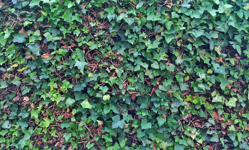 Full frame shot of green leaves