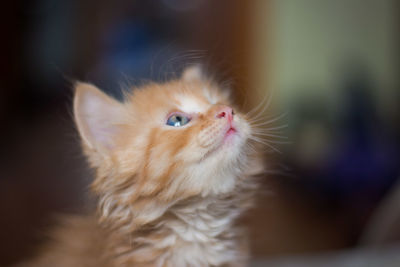 Close-up portrait of cat