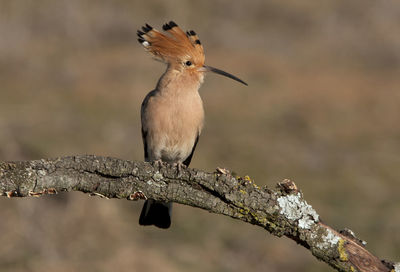 Close-up of bird perching on branch