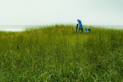 Scenic view of grass on field against sky