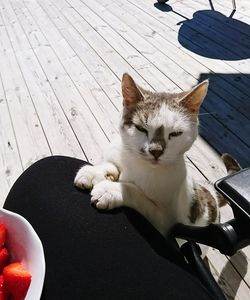High angle view of cat sitting on floor