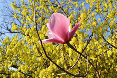 Close-up of pink day lily blooming on tree