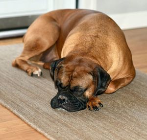 Close-up of dog sleeping