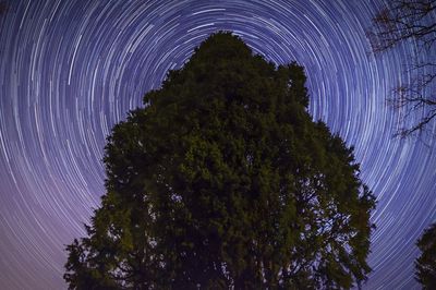 Low angle view of illuminated tree