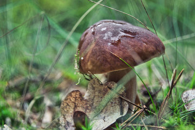 Close-up of mushroom growing on field