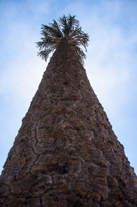 Low angle view of tree against sky