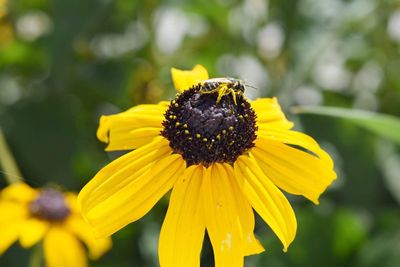 Close-up of bee on yellow flower