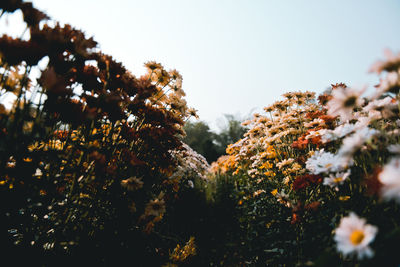 Low angle view of flowering plants against sky