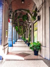Potted plants on footpath amidst buildings in city