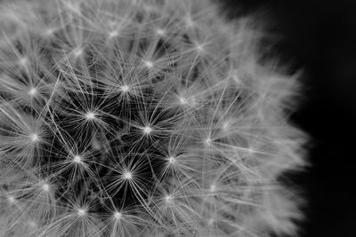 Close-up of dandelion flower