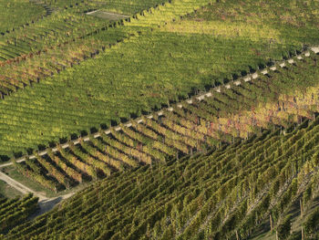 High angle view of vineyard