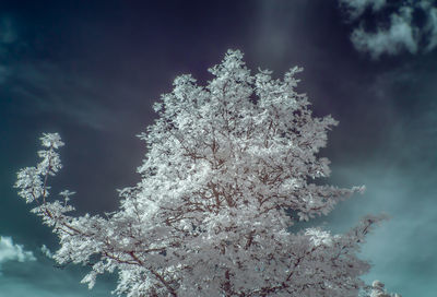 Cherry blossom tree against sky during winter