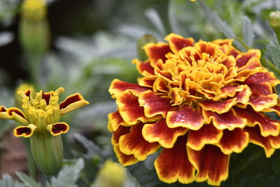 Close-up of marigold flower