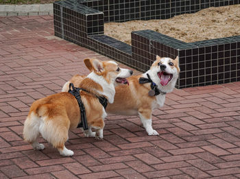 High angle view of dogs standing on footpath