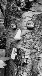 Close-up of tree trunk