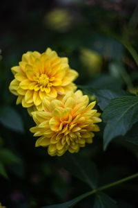 Close-up of yellow flowering plant