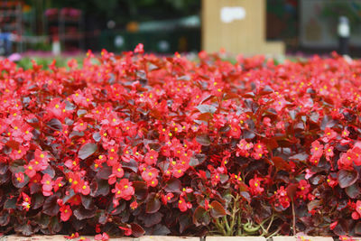 Close-up of red flowering plant