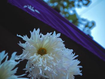 Close-up of white flowers blooming outdoors