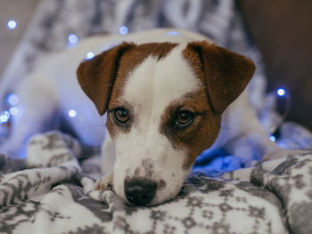 Close-up portrait of dog