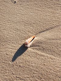 High angle view of a bird on sand