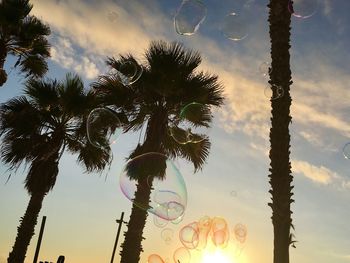 Low angle view of silhouette coconut palm trees against sky