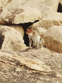 Cat lying on rock