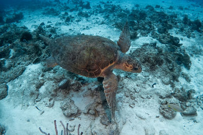 Caretta caretta marine turtle swiming in the reef in mexico