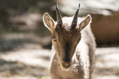 Close-up portrait of goat standing outdoors