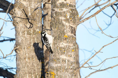 Low angle view of bird perching on tree against sky