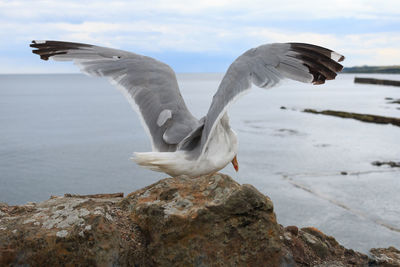 Seagull flying above sea