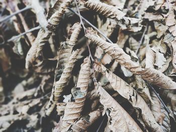 Full frame shot of wood