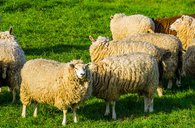 Sheep grazing in a field