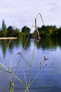 Close-up of flowering plant against lake