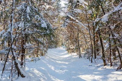 Snow covered trees in forest