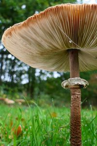 Close-up of mushroom growing on tree