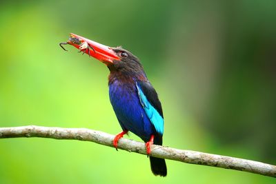 Close-up of bird perching on branch