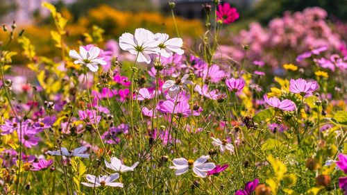 Close-up of pink flowering plants on field