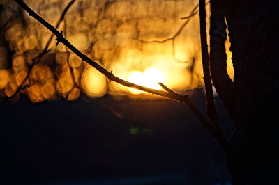 Close-up of leaves against sunset