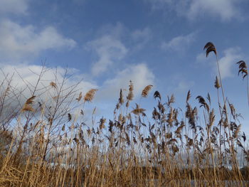 Low angle view of plants growing on field against sky